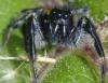 Carrhotus xanthogramma